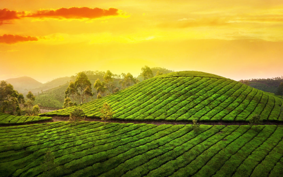 Tea gardens where Cuppa Chai Gold's leaves are grown